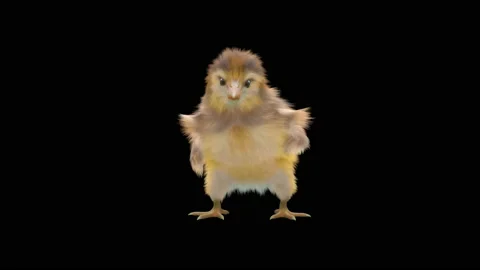 Baby Chickens, with Alpha matte. Stock Footage 157366336