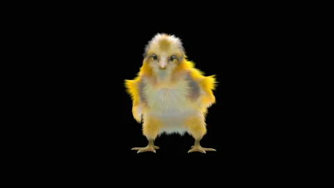 Baby Chickens, with Alpha matte. 库存影片 157366409
