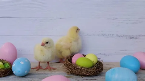 The baby chickens .  Easter eggs. Stock Footage 166085534