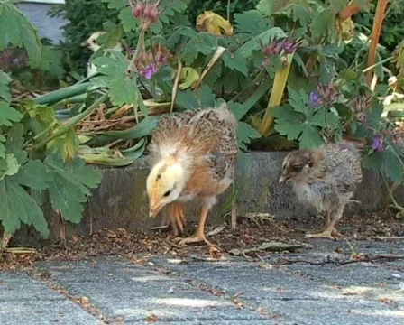 Baby chickens Stock Footage 82298