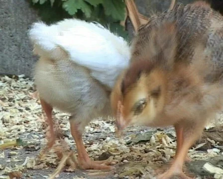 Baby chickens Vídeo Stock 83451