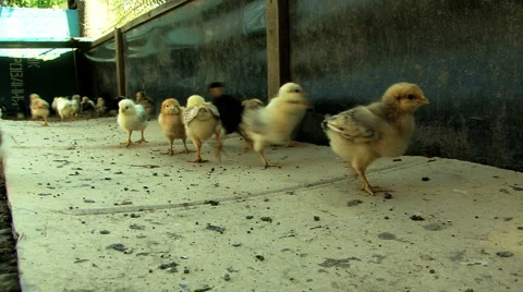 Baby chickens Stock Footage 5713560