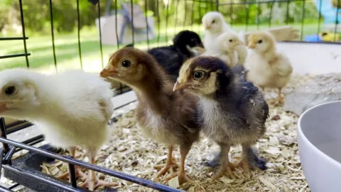 Baby Chickens 動画素材 272535392