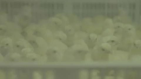 Baby Chickens Shot  Through The Window on Incubators Stock Footage 231500717
