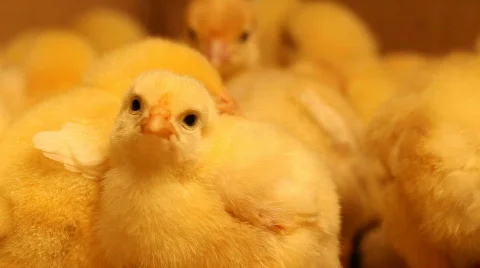 Baby chicks 1 Stock Footage 681764