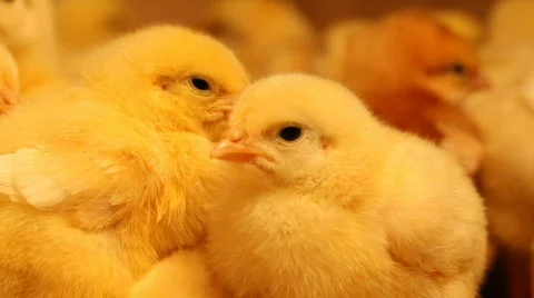 Baby chicks 2 Stock Footage 681789