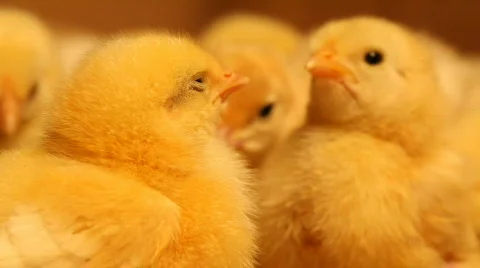 Baby chicks 3 Stock Footage 681806