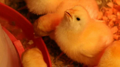 Baby chicks 4 Stock Footage 681866