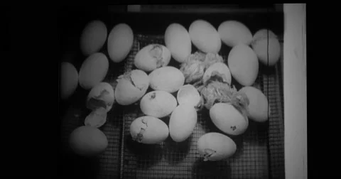 Baby chicks are hatched in a large incubator in California Stock Footage 43502887
