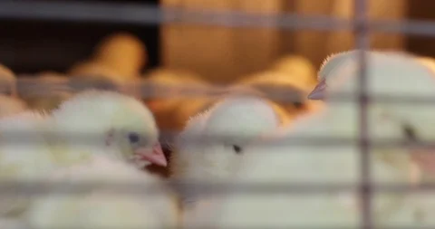 Baby Chicks in a cage 스톡 동영상 102628630