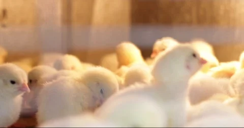 Baby Chicks in a cage 스톡 동영상 102628736