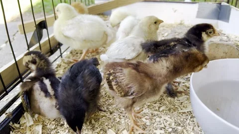 Baby chicks in cage 動画素材 272536802