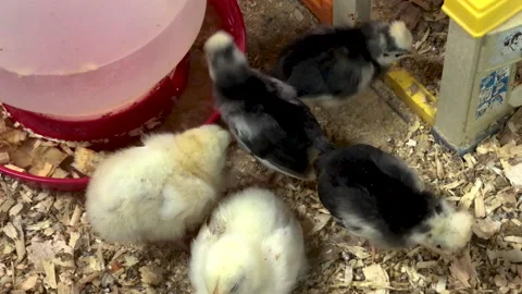 Baby chicks drinking Stock Footage 210539945