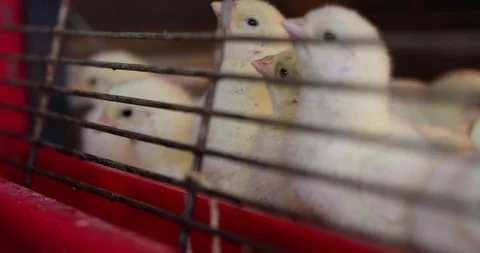 Baby Chicks drinking water 스톡 동영상 102628601