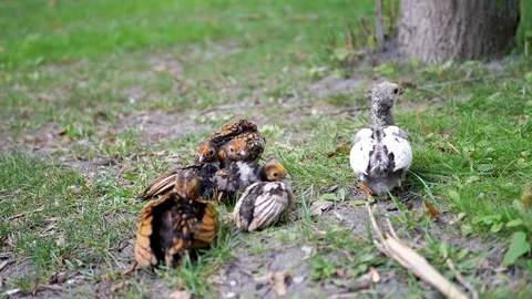 Baby Chicks Exploring Grass Stock-Footage 293230309