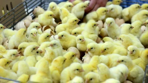 Baby Chicks in Farm Hatchery Stock Footage