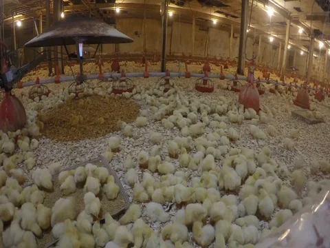 Baby Chicks In Feeding Pen, Time Lapse Stock Footage