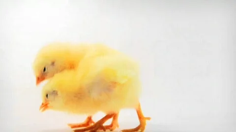 Baby chicks Stock Footage 761735