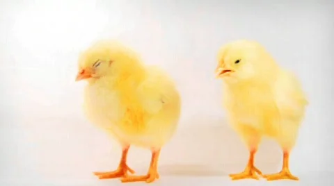 Baby chicks Stock Footage 761759