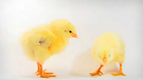 Baby chicks 動画素材 761764