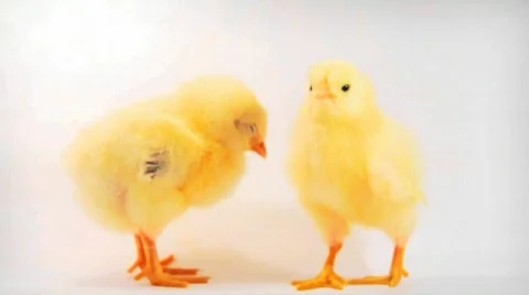 Baby chicks 動画素材 761777