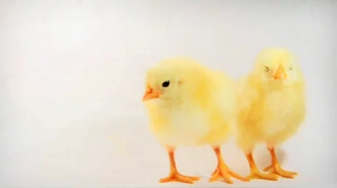 Baby chicks Stock Footage 761784