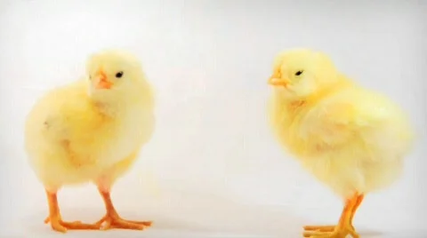 Baby chicks 動画素材 761793