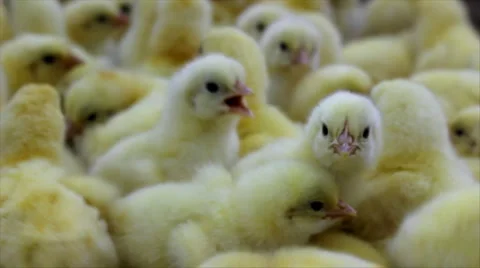 Baby Chicks Stock Footage 890208
