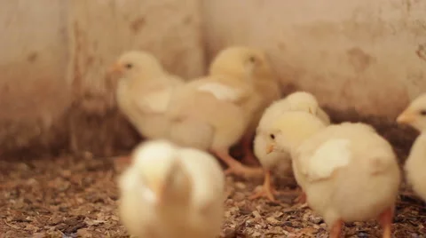 Baby chicks Stock Footage 1806480