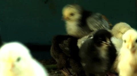 Baby chicks Stock Footage 5711736