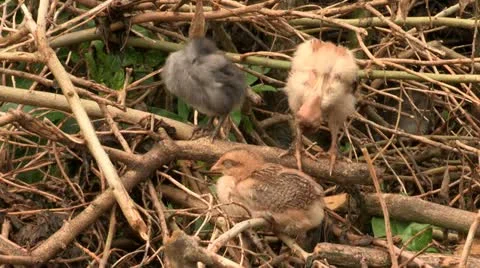 Baby chicks Stock Footage 21214051
