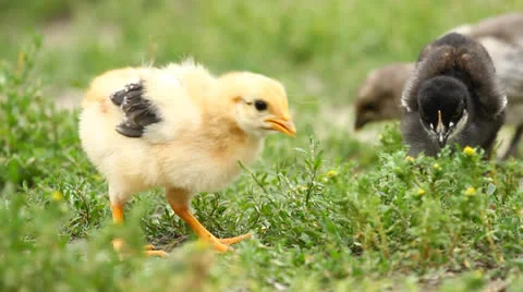 Baby chicks Stock Footage