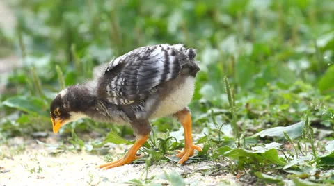 Baby Chicks Video stock 25013976