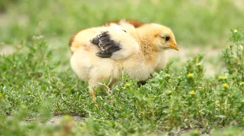 Baby Chicks Stock Footage 25190651