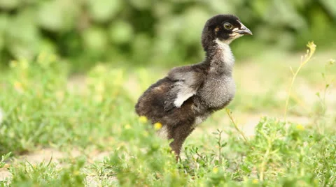 Baby Chicks Video stock 25599391