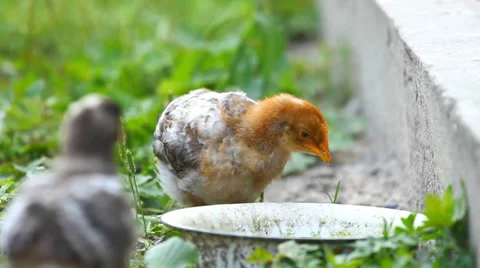 Baby chicks Stock Footage 34901457