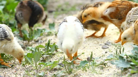Baby chicks Vidéo 35094602