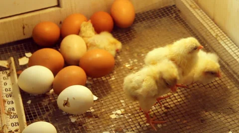 Baby Chicks Stock Footage 37826507