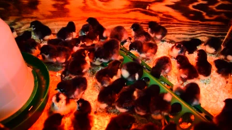 Baby Chicks Stock Footage 48081321