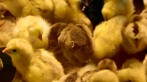 Baby chicks Stock Footage 51842604