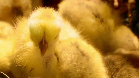 Baby chicks Stock Footage 52525969