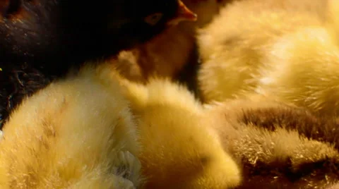 Baby chicks Stock Footage 52526644