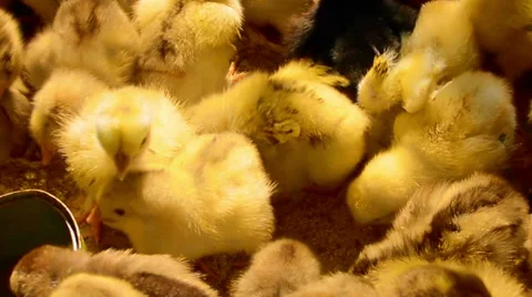 Baby chicks Stock Footage 52527322