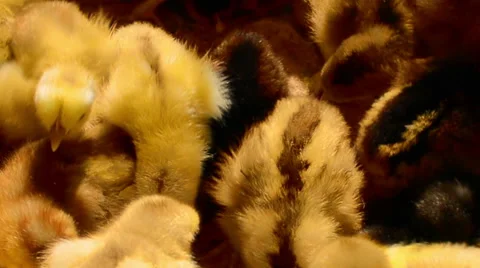 Baby chicks Stock Footage 52527657
