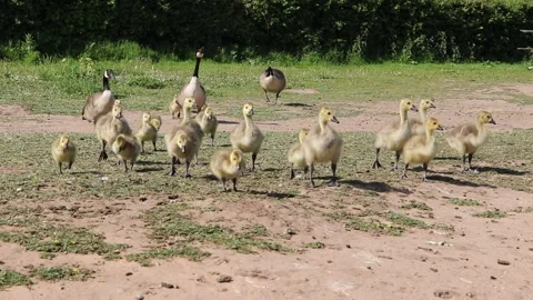Baby chicks Video stock 131164773