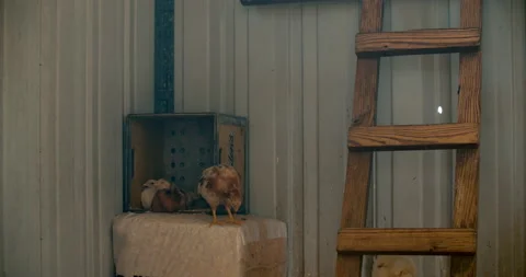 Baby Chicks Stock Footage 134487018