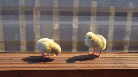 Baby chicks Stock Footage 181045894