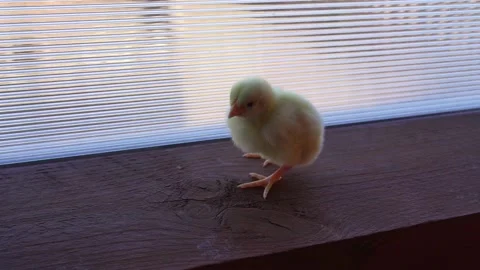 Baby chicks Stock Footage 184966375