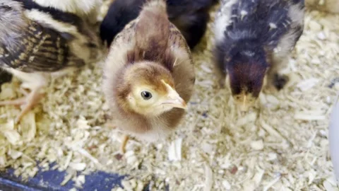Baby Chicks 動画素材 272536791