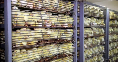 Baby Chicks Hatching Farm Stock Footage 238455302